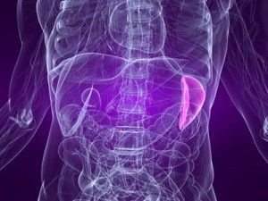Spleen Surgery Boulder