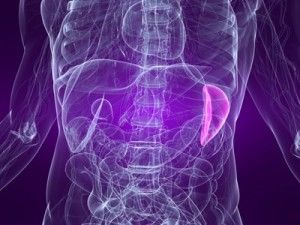 Spleen Surgery Boulder