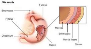 Stomach Cancer Boulder