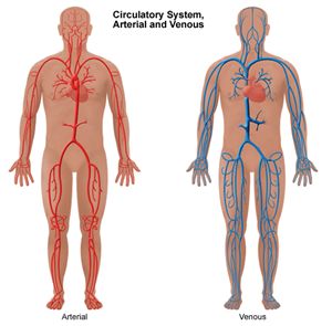 vascular Surgey Boulder